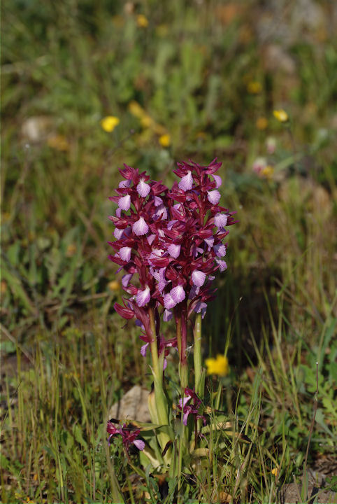 Orchis papilionacea e O. pap. var. grandiflora